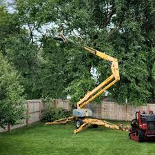 Best Tree and Shrub Care  in Sulphur Springs, TX