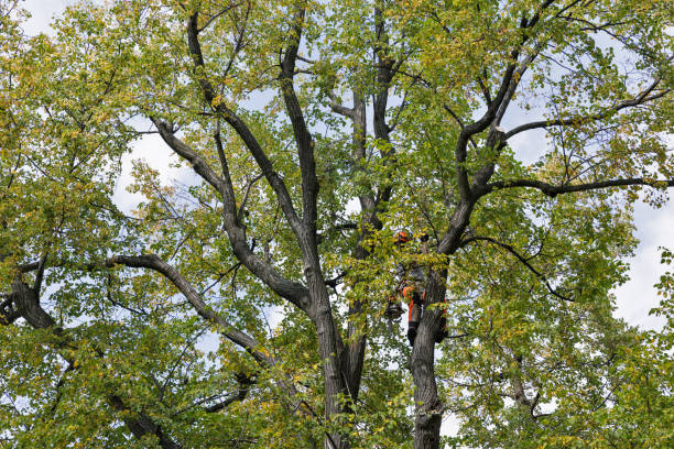 Mulching Services in Sulphur Springs, TX